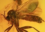 Detailed Fossil Fly (Diptera) In Baltic Amber #58074-3